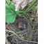 Varakushka nest met kleine kuikens