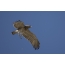 Serpent eagle (krachun) in de lucht