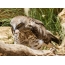 Snake Eagle med fångad mus