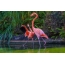 Flamingo rozë