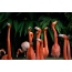 Rojaus flamingų pulkai