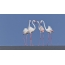 Pink flamingos na n'ikpere mmiri