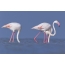 Pink flamingos tab tom nrhiav zaub mov