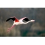 Pink flamingo: Fọto kan ti eye ni flight