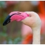 Curved beak of pink flamingo