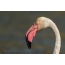 ピンクフラミンゴ：頭とくちばしのクローズアップ写真