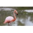 I-flamingo ye-pink: isithombe esihle