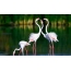 Ягаан өнгийн flamingos coo