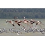 Pink flamingos and seagulls in shallow water