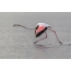 Pink flamingo ubrzava prije polijetanja
