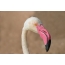 Roze Flamingo hoofd