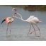 Roze flamingo's plukken een paar