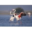 Isang pares ng pink flamingos