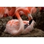 Female pink flamingo with chick in nest