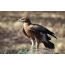 Steple Eagle