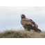 Steple Eagle