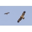 Ένα ζευγάρι αετών στέπας ψηλά στον ουρανό