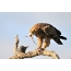 Steppe eagle feasts etter jakt