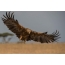 Ο Steppe Eagle αναζητά το θήραμα