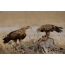Et par steppe eagles omhandler slaktkroppen
