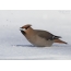 Waxwing for some reason eats snow