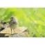 Chick Wagtail