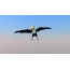 Big Toucan dalam penerbangan