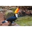 巨嘴鸟在伊瓜苏鸟园，巴西