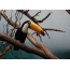 哥本哈根动物园的大巨嘴鸟