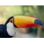 Big beak of the big toucan