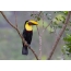 棕色背鳍巨嘴鸟。哥斯达黎加