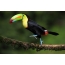 Regenboog Toucan. Costa Rica
