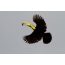 Rainbow Toucan in flight with prey