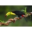 Ala carinalis-capped toucan