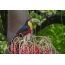 绿色开帐单或红胸的巨嘴鸟，圣保罗国家公园，巴西