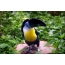 黑嘴巨嘴鸟。没有闪光的照片从手中通过玻璃在光线不足，塔林动物园