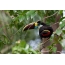 Toucan yang berkulit hitam, Delta Orinoco (Venezuela)