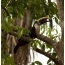 Blackfooted Toucan，奥里诺科三角洲（​​委内瑞拉）