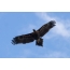 Орел клинохвостий в польоті