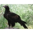 Wedgetail Adler