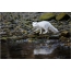 Αρκτική αλεπού, φωτογραφία: Αύγουστος 2014