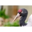 Črno-vratni žerjav: fotografija glave in vratu
