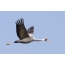 Daursky crane in flight