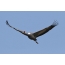 Daursky crane in flight