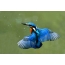 Hom Kingfisher