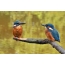 Hom Kingfisher