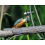 Kingfisher ал акырын жутуп алдына коюу бутагына илинип балык басып