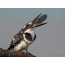 Mali pied Kingfisher