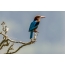 Punainen laskutettu Kingfisher