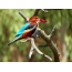 Red-τιμολογημένο Alcyone, ή Red-faced Kingfisher, ή White-breasted Kingfisher